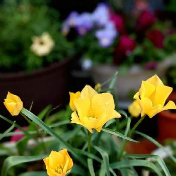 原種系の画像 by ニックさん | 小さな庭とチューリップとバタリニーブライトジェムと黄色い花と原種系