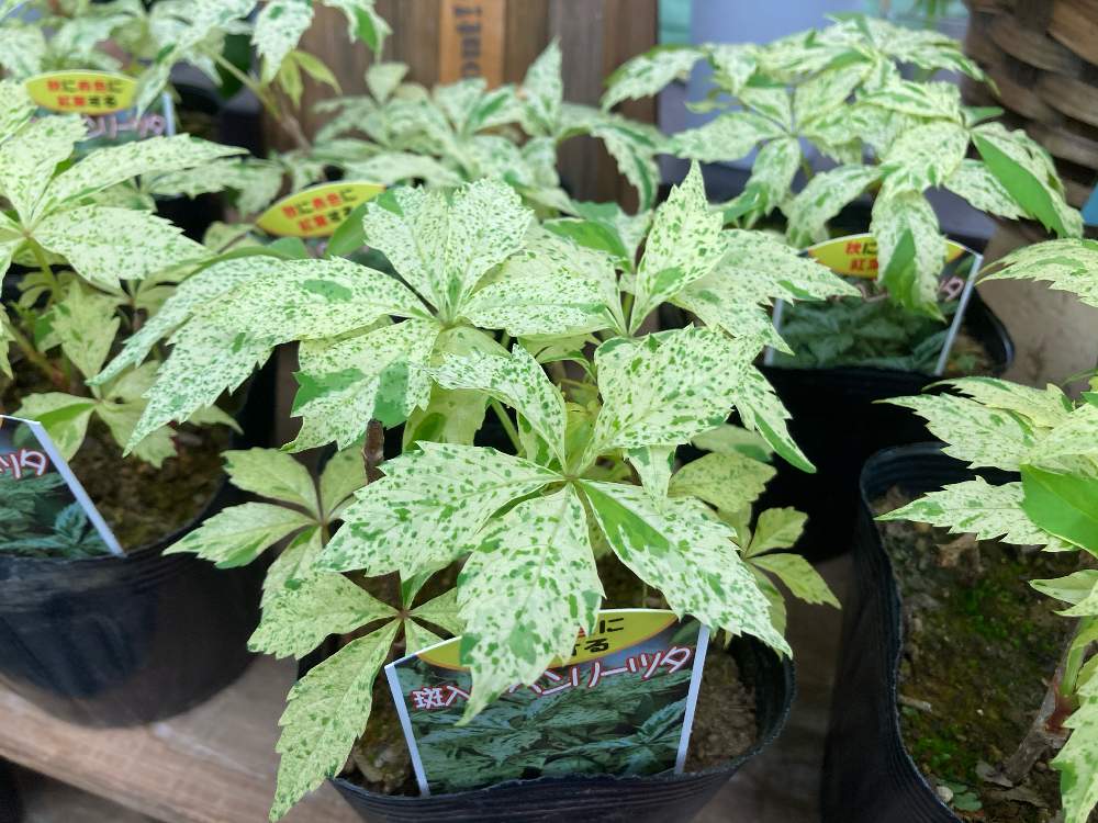 植物のある暮らしの投稿画像 By ビックフラワ 明大前 店さん 花と緑のある暮らしとグリーンのある暮らしとオシャレと葉っぱとシッサス属とベランダガーデンとおうち園芸と緑のある暮らしとお家の植物と鉢植えと可愛いと花のある暮らしとgreenとお花のある生活とお 花屋