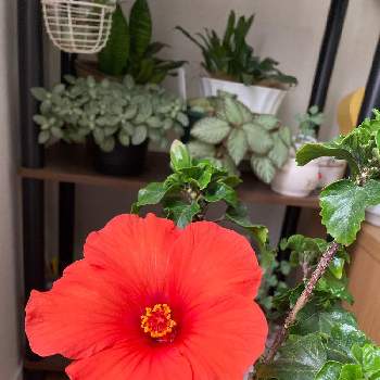 南国風の投稿画像一覧 Greensnap グリーンスナップ