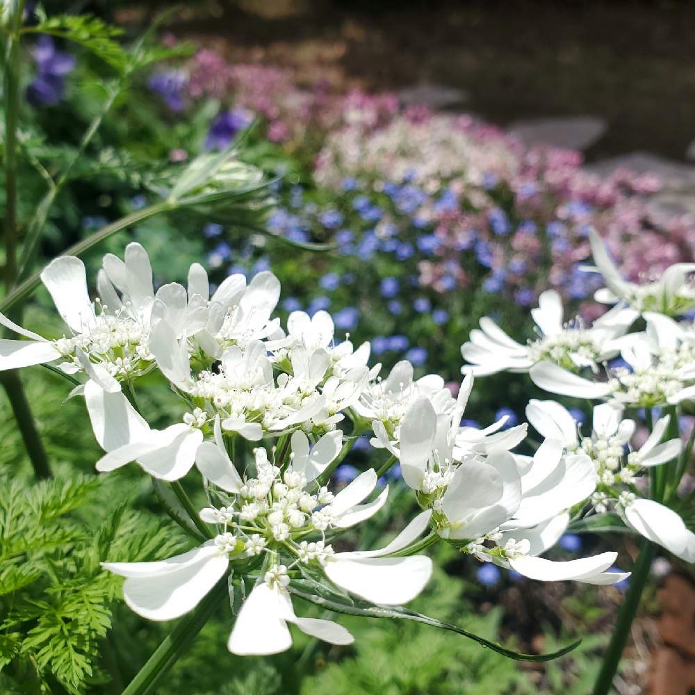 オルレアの投稿画像 By ライムさん オルレア ホワイトレースと種まきから育てるとおうち園芸と花のある暮らしと白い花と地植え 21月4月17日 Greensnap グリーンスナップ