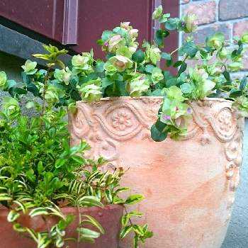 ロニセラ レモンビューティの投稿画像一覧 Greensnap グリーンスナップ