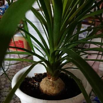 トックリランの育て方 植え付けや植え替えの時期は Greensnap グリーンスナップ