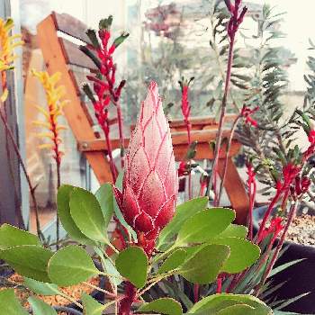 プロテアリトルプリンスの画像 by littlegardenさん | プロテアリトルプリンスとネイティブプランツとワイルドフラワーと花のある暮らしとオージープランツとネイティブフラワー