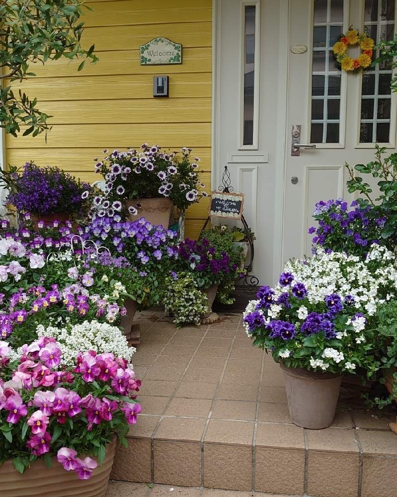 寄せ植えの投稿画像 By はれるんさん ガーデニング大好きと手作りの庭とおうち園芸と素焼き鉢と玄関 ガーデニングと花好きとフリル咲 21月4月17日 Greensnap グリーンスナップ