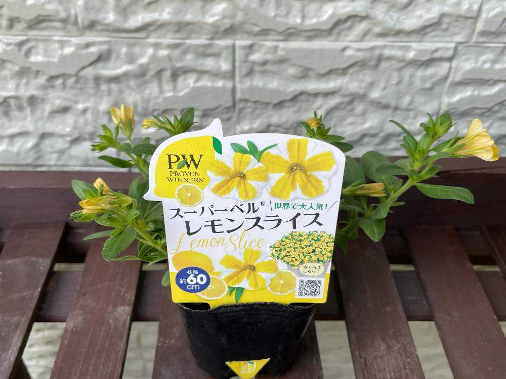 Pwアンバサダー21 届いた苗のご紹介 Greensnap グリーンスナップ