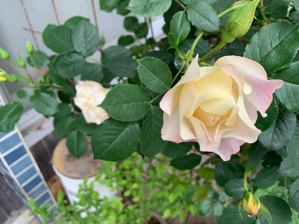 彩華の投稿画像 By Fxwさん 鉢植えとつるバラと四季咲きと強香とばら バラ 薔薇 21月4月17日 Greensnap グリーンスナップ