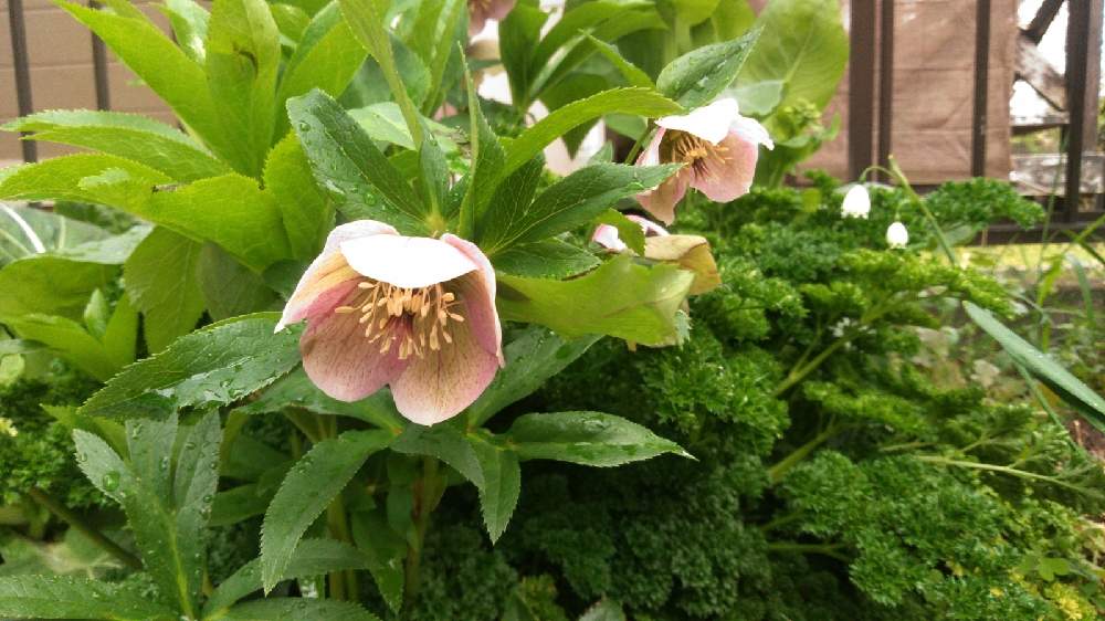 クリスマスローズの投稿画像 By こじるんさん パセリと花のある暮らしと家庭菜園奮闘日記 21月4月17日 Greensnap グリーンスナップ