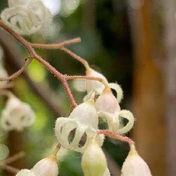 ピンポンの木の投稿画像一覧 Greensnap グリーンスナップ