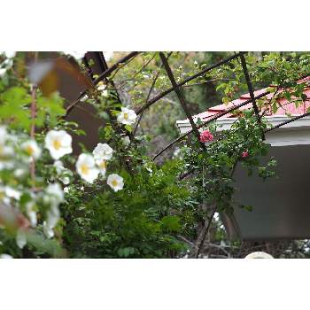 スパニッシュビューティの画像 by 我楽多さん | 小さな庭とナニワイバラとスパニッシュビューティとOM-D E-M1ⅡとOLY 40-150mm F2.8 Proと4月の花と四月の箱庭
