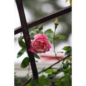 スパニッシュビューティの画像 by 我楽多さん | 小さな庭とスパニッシュビューティと4月の花とOLY 40-150mm F2.8 ProとOM-D E-M1Ⅱ