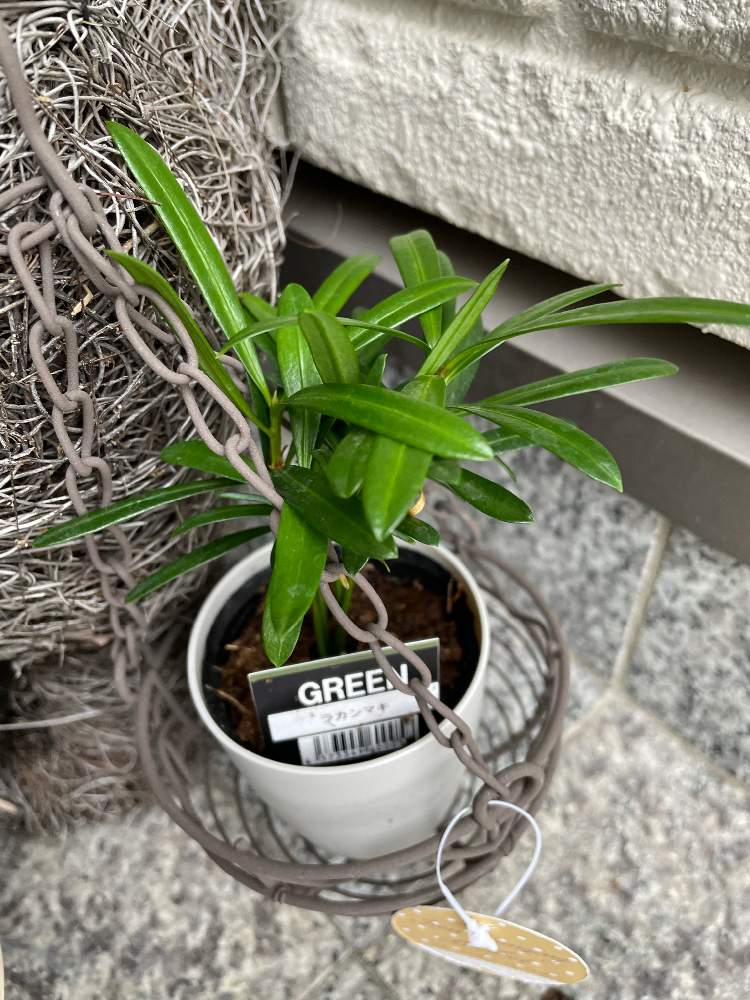 ラカンマキを購入しました Greensnap グリーンスナップ