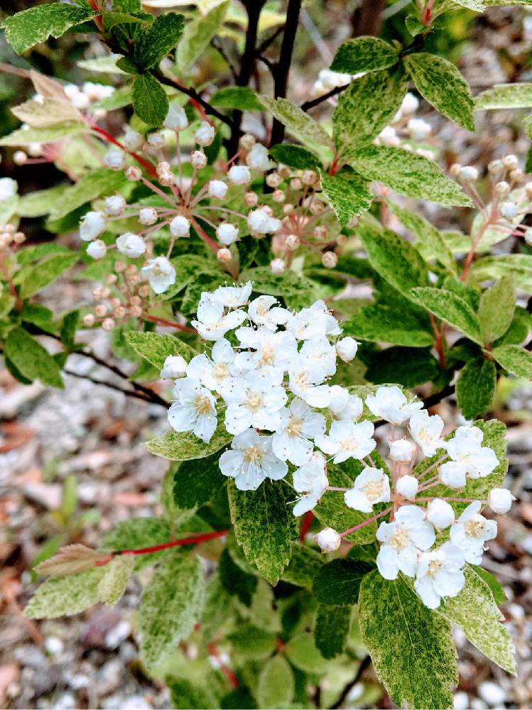 コデマリ ピンクアイスの投稿画像 By Riokaさん 斑入りコデマリ ピンクアイス 21月4月17日 Greensnap グリーンスナップ