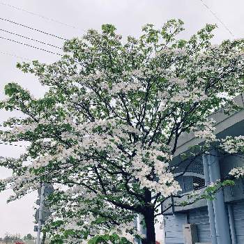 花水木 白の投稿画像一覧 Greensnap グリーンスナップ