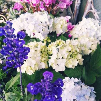 日向向きのお花の画像 by m_m77さん | テラスとアジサイとブルーサルビアとヤマアジサイ　倉木てまりと山アジサイとシクラメン グリーンティアラと水色の花とむらさきとシェードガーデンとラベンダー色と青いお花とナチュラルガーデンとおうち園芸と日向向きのお花と小さな庭♡と小庭❤️と白いお花と小さな幸せ♡とむらさきのはなと可愛いと小さな小さな庭と花のある暮らしと白い花と紫の花