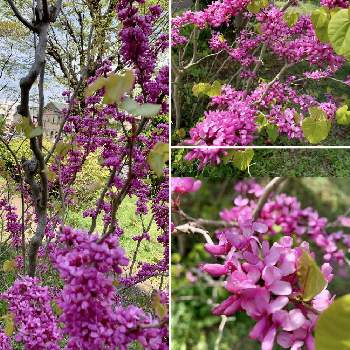 ハナズオウ 花蘇芳 の投稿画像一覧 Greensnap グリーンスナップ