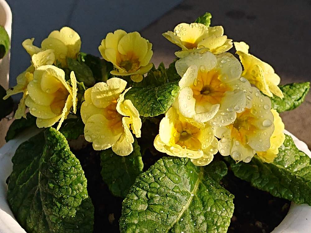 プリムラ ジュリアンの投稿画像 By しゃぼんさん 雨に濡れてもとおうち園芸ときょうも元気に 21月4月18日 Greensnap グリーンスナップ