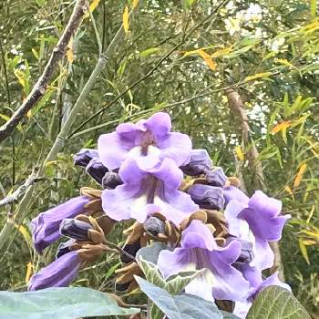 桐の花の投稿画像一覧｜🍀GreenSnap（グリーンスナップ）