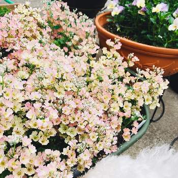 ウィンティ の投稿画像一覧 Greensnap グリーンスナップ