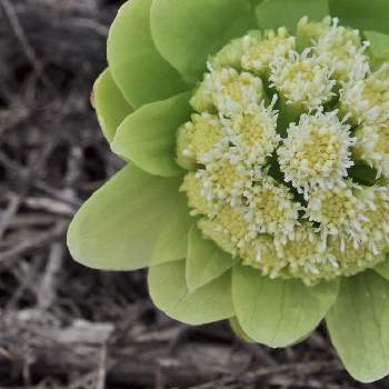 ふきのとうの投稿画像一覧 Greensnap グリーンスナップ