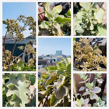 仙女の舞 Greensnap グリーンスナップ