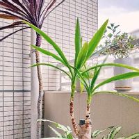 テッサの育て方 季節ごとの注意すべきポイントは Greensnap グリーンスナップ テッサの育て方 季節ごとの注意すべきポイントは Greensnap グリーンスナップ