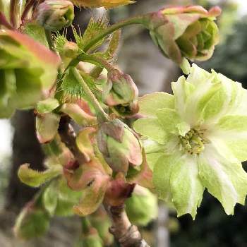 御衣黄桜（ギョイコウザクラ）の画像 by HEATHさん | お出かけ先と御衣黄桜（ギョイコウザクラ）と広葉落葉樹とバラ科と緑色の花と地植えと良い香り