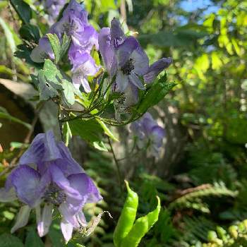 トリカブトの投稿画像一覧 Greensnap グリーンスナップ