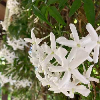 テラスの目隠しの投稿画像一覧 Greensnap グリーンスナップ