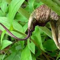 ウラシマソウ,山野草,野草,サトイモ 科,目黒自然教育園の画像