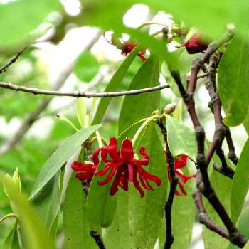 イリシウム フロリダナムの投稿画像一覧 Greensnap グリーンスナップ