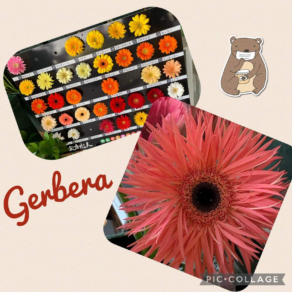 ガーベラの投稿画像 By くみちゃんさん 可愛い花とガーベラの日と大好きなお花と目の保養とうっとり 21月4月18日 Greensnap グリーンスナップ