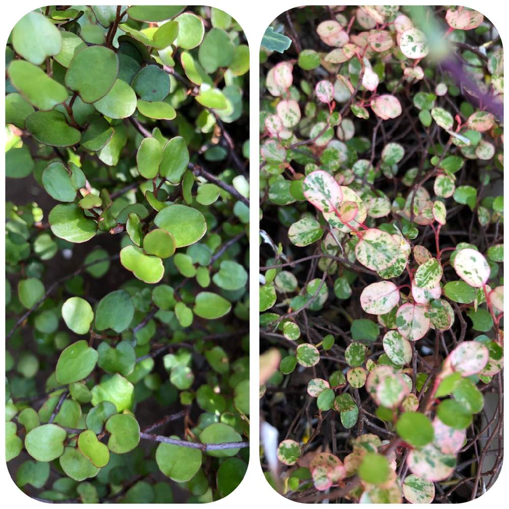 ワイヤープランツの投稿画像 By まーがれっとさん 斑入りワイヤープランツ スポットライトとgsに感謝 とひやみかち首里城 と季節の変化が楽しみと新型コロナウィルスに負けるな とプランター栽培と花のある暮らし 21月4月18日 Greensnap グリーンスナップ