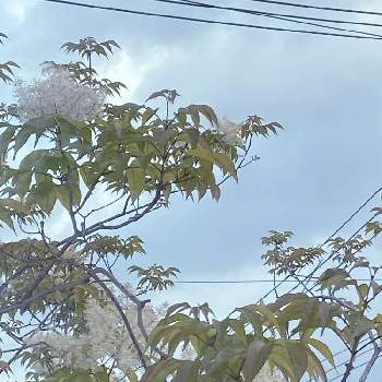 アオダモの花の投稿画像一覧 Greensnap グリーンスナップ