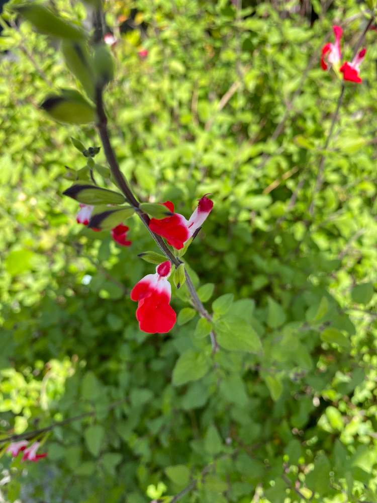 チェリーセージ ホットリップスの投稿画像 By りつさん 21月4月18日 Greensnap グリーンスナップ Greensnap グリーンスナップ