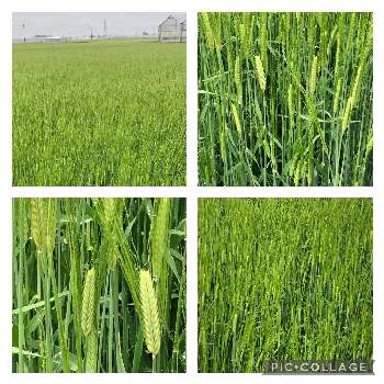 麦畑。の画像 by カンパニュラさん | お出かけ先と麦畑。ときれいな色❣️と青々とイキイキとはたけと見渡す限りときれい✨といっぱい