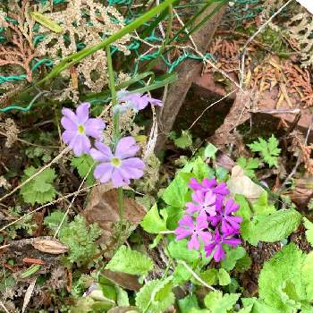 西洋サクラソウの投稿画像一覧 Greensnap グリーンスナップ