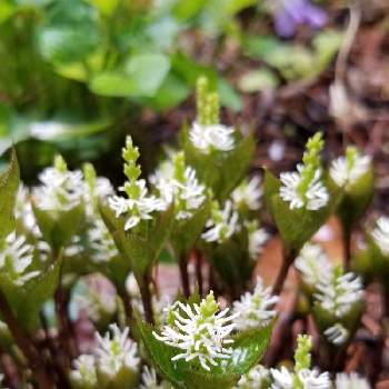 一人静の投稿画像一覧 Greensnap グリーンスナップ