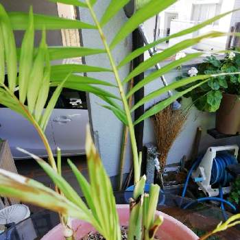 観葉植物 トックリラン 花言葉