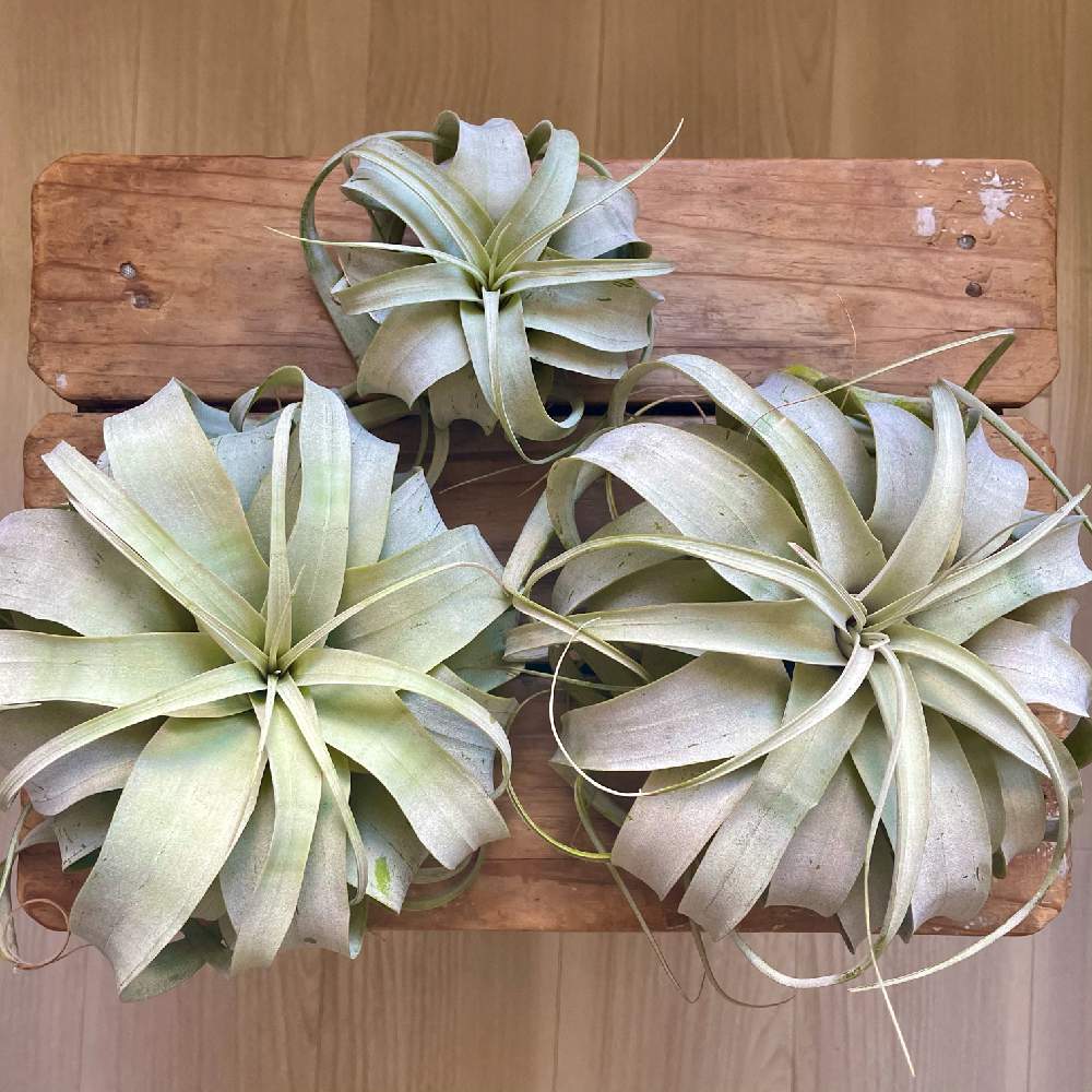 チランジア キセログラフィカの投稿画像 By Suzuさん エアプランツ チランジアとチランジア属と観葉植物のある暮らしと観葉植物がスキとキセロ様と キセログラフィカとエアプランツとエアープランツ チランジア 21月4月18日 Greensnap グリーンスナップ