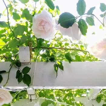 日向向きのお花の画像 by m_m77さん | 小さな庭とバラとマダムアルフレッドキャリエールとつるばらとばら バラ 薔薇とシェードガーデンとピンク❤︎ピンクとラベンダー色とナチュラルガーデンとおうち園芸と日向向きのお花と小さな庭♡と小庭❤️と白いお花とピンクのお花と小さな幸せ♡とむらさきのはなと可愛いとばら❤と小さな小さな庭と花のある暮らしと白い花とばら 薔薇 バラとバラ・ミニバラ