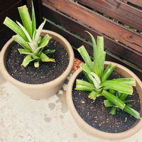 パイナップル,植え替え,パイン,pineapple,パイナップル栽培の画像