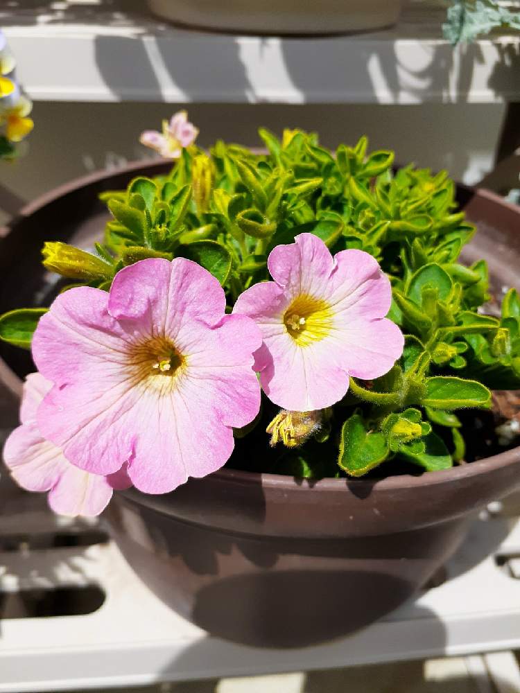 サフィニア の投稿画像 By マルナムさん 冬越ししましたと小花会とお花大好きとももいろハートと癒されますとgsの皆さんに感謝 と鉢植え 21月4月18日 Greensnap グリーンスナップ