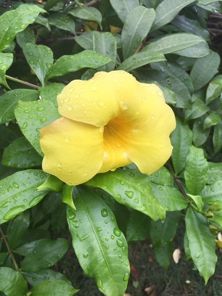 アラマンダの投稿画像 By Mayさん 南国の花 21月4月18日 Greensnap グリーンスナップ