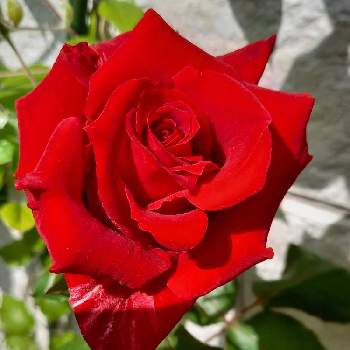 薔薇が大好きの画像 by フランさん | アプローチと薔薇が大好きとおうち園芸と真っ赤なお花と可愛い薔薇とガーデニング