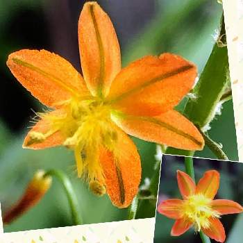 花アロエの投稿画像一覧 Greensnap グリーンスナップ