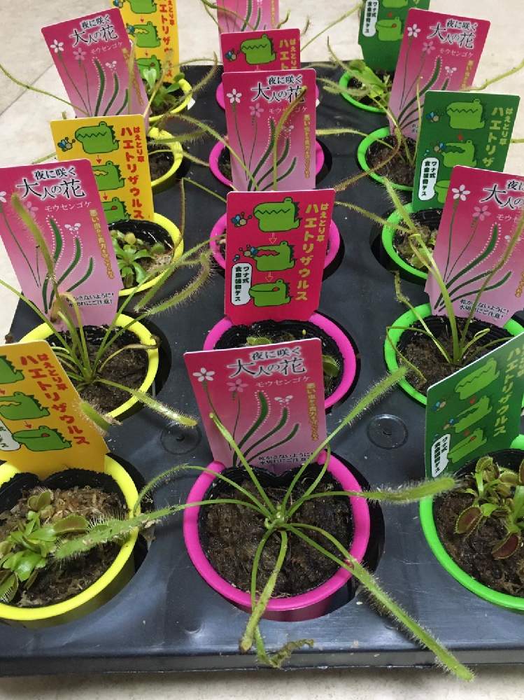 モウセンゴケの投稿画像 By はなのみせ花紋さん ハエトリソウと八千代市と千葉県と食虫植物と入荷情報 と生花店と花屋とはなのみせ花紋と棚と八千代 市と千葉県と食虫植物と入荷情報 と生花店と花屋とはなのみせ花紋 21月4月18日 Greensnap グリーンスナップ