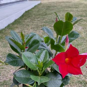 リップギャルの投稿画像一覧 Greensnap グリーンスナップ