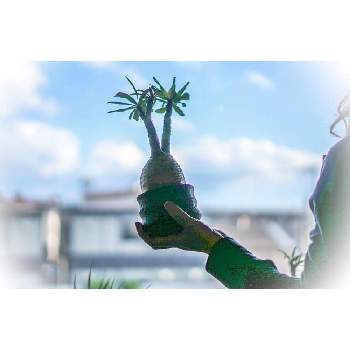 Pachypodiumの画像 by ラブーン☻さん | パキポディウム属と塊根植物のある暮らしと塊根植物とPachypodiumとpachypodium graciliusとパキポディウム  グラキリス