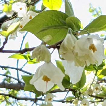 エゴノキ✽の画像 by 秋草さん | 広い庭とセイヨウエゴノキとエゴノキとアメリカアサガラと白い花と純白マニアと白・しろ・ホワイトとエゴノキ✽