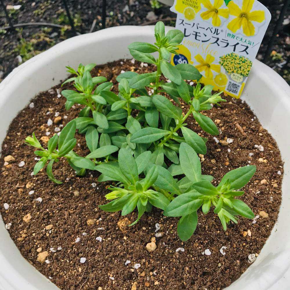 Pw花苗アンバサダー21 Greensnap グリーンスナップ